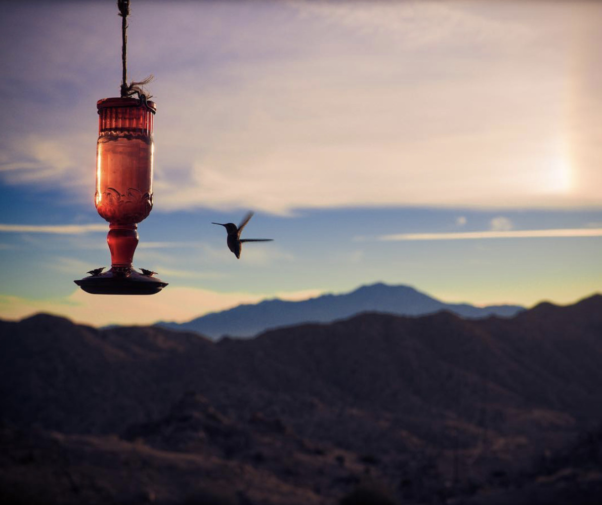 A hummingbird at sunset on the property at ESCAPE